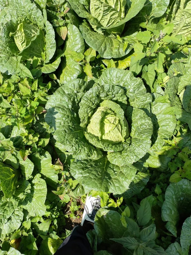 黄心大白菜大量长期供货！农户自家种植的高山白菜！欢迎电联