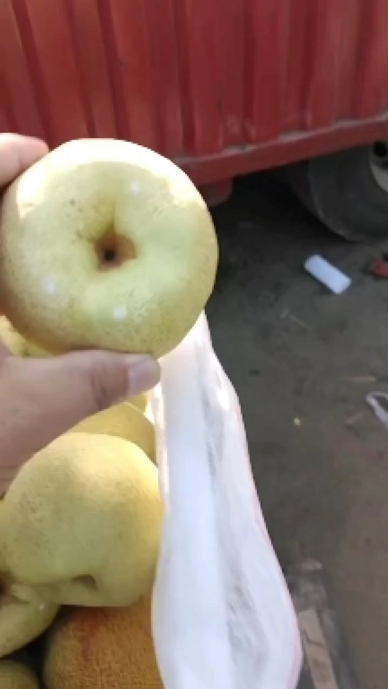 精品酥梨贡梨个大脆甜皮薄汁多市场货电商货视频看货