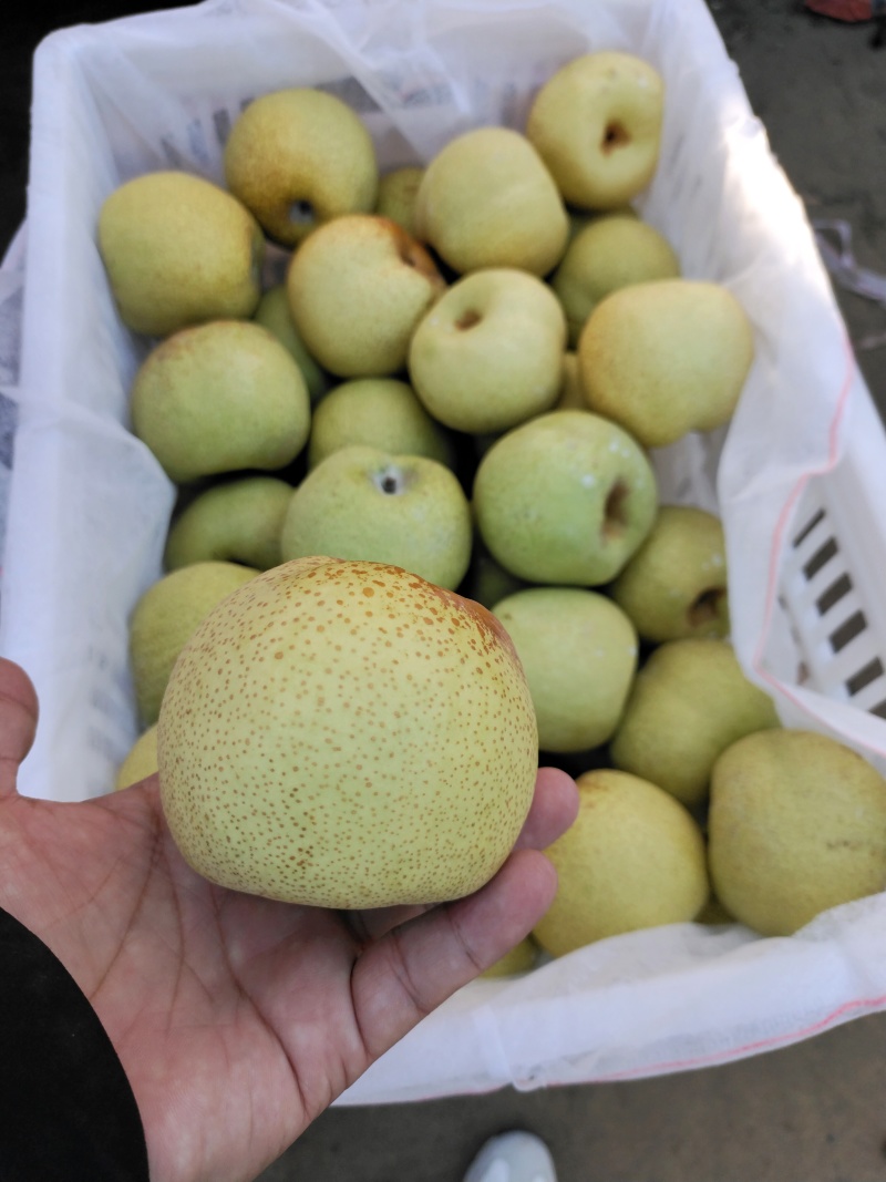 精品酥梨贡梨个大脆甜皮薄汁多市场货电商货视频看货
