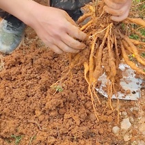 广西百部苗，百部，大叶紫花百部苗，红花百部苗，大量供应
