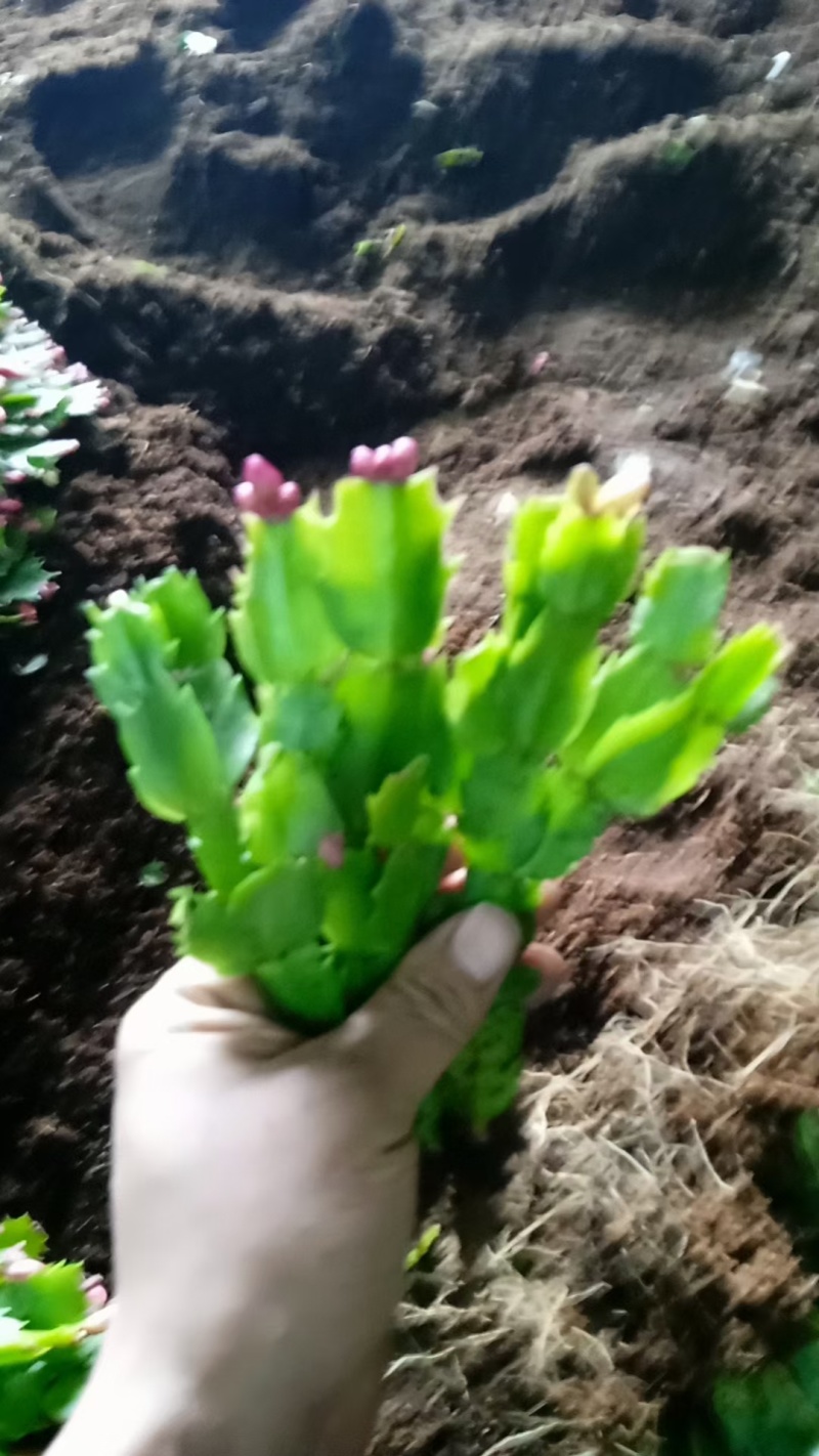 蟹爪兰苗跑江湖地摊创业，红，黄。橙，，粉，玫红颜色