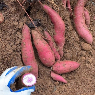 正宗广东沙地湛江一点红冰淇淋红薯粉糯香甜红薯