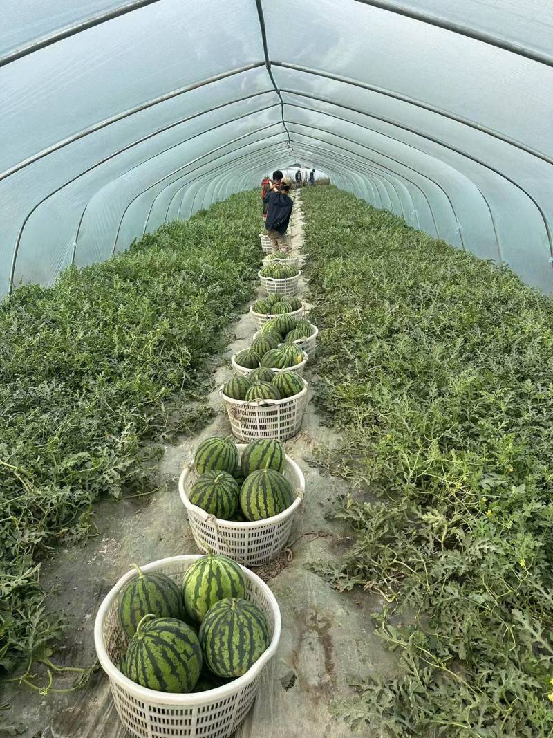 精品西瓜美都西瓜对接全国量大从优质量保证欢迎咨询