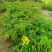爬山虎五叶地锦，基地直销批发河北保定苗木