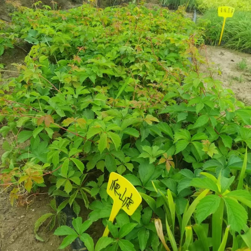 爬山虎五叶地锦，基地直销批发河北保定苗木