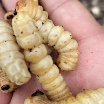 正宗野生斗米虫