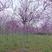 巨紫荆花树河南