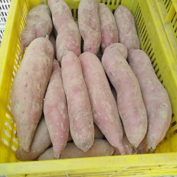 精品红薯