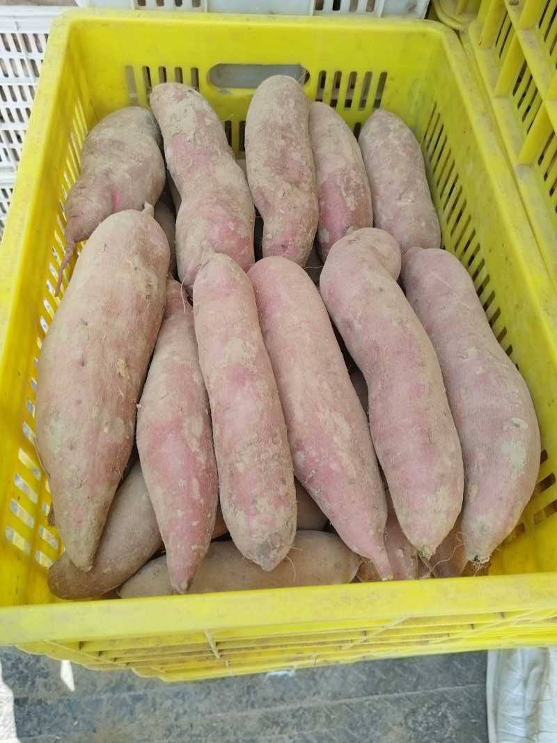 精品红薯