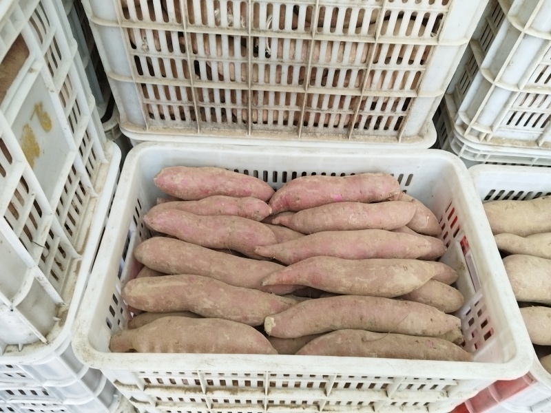 精品红薯