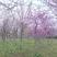 巨紫荆花树河南