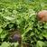 济薯26红薯苗地瓜苗规齐全成活率高产量大高剪苗拔苗扩繁苗