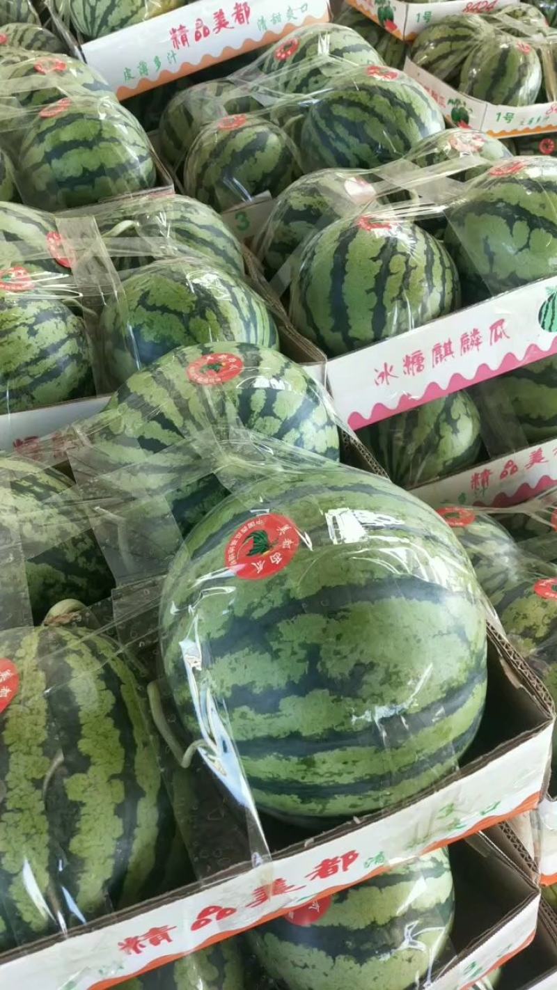 小糖丸西瓜，2K西瓜，早春红玉西瓜，供应超市，电商平台