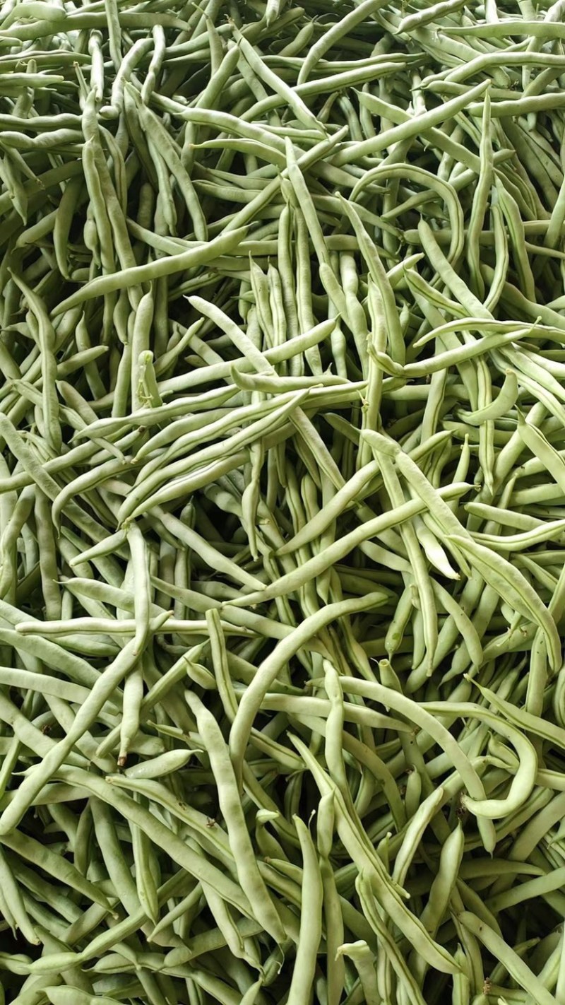 广西四季豆大量上市，欢迎各大老板来收购