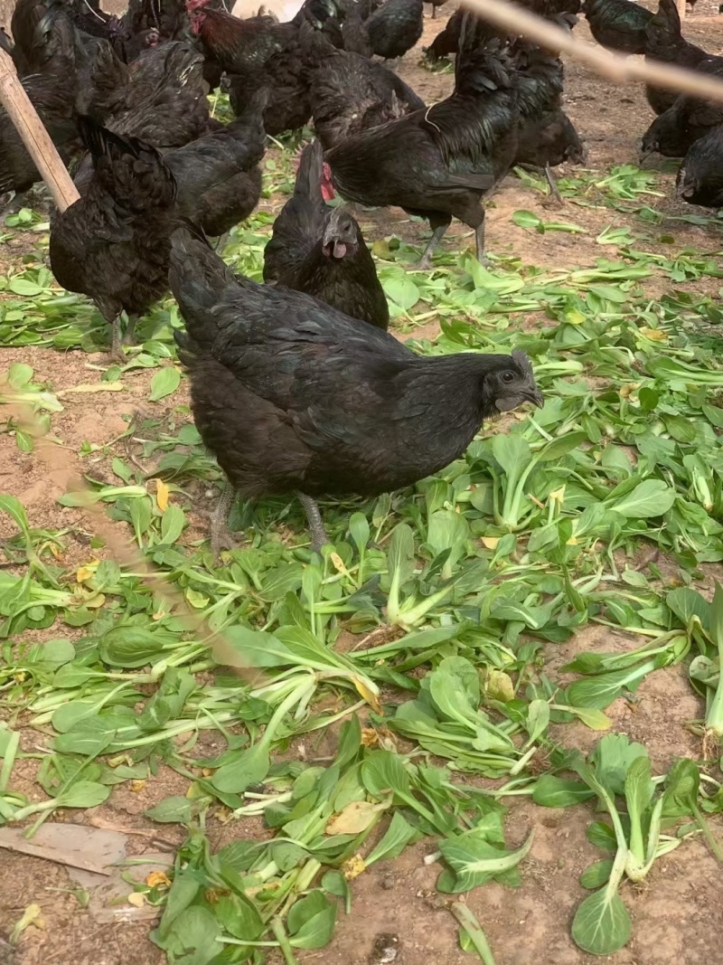 湖南长沙精品绿壳鸡蛋五黑乌鸡蛋土鸡蛋壳色光亮码数齐全