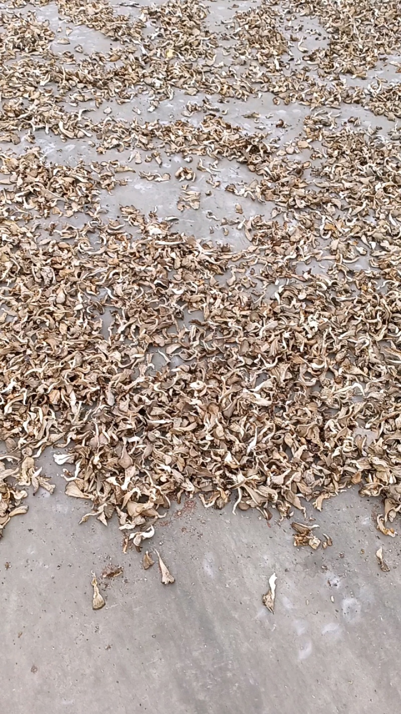 干平菇大，基地供货优质干平菇，货源充足，欢迎新老客户光临