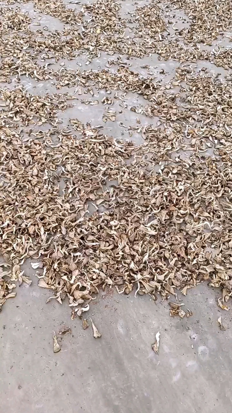 干平菇大，基地供货优质干平菇，货源充足，欢迎新老客户光临