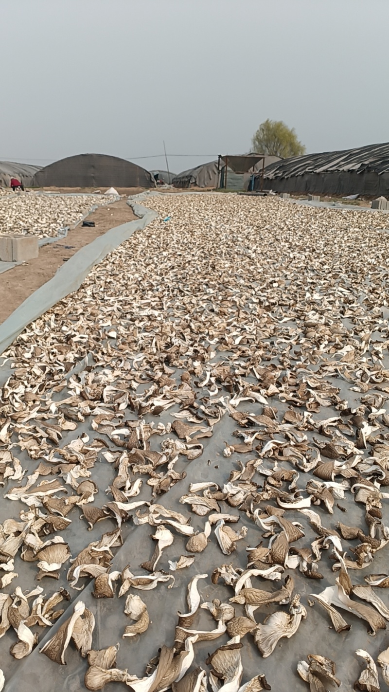 干平菇大，基地供货优质干平菇，货源充足，欢迎新老客户光临