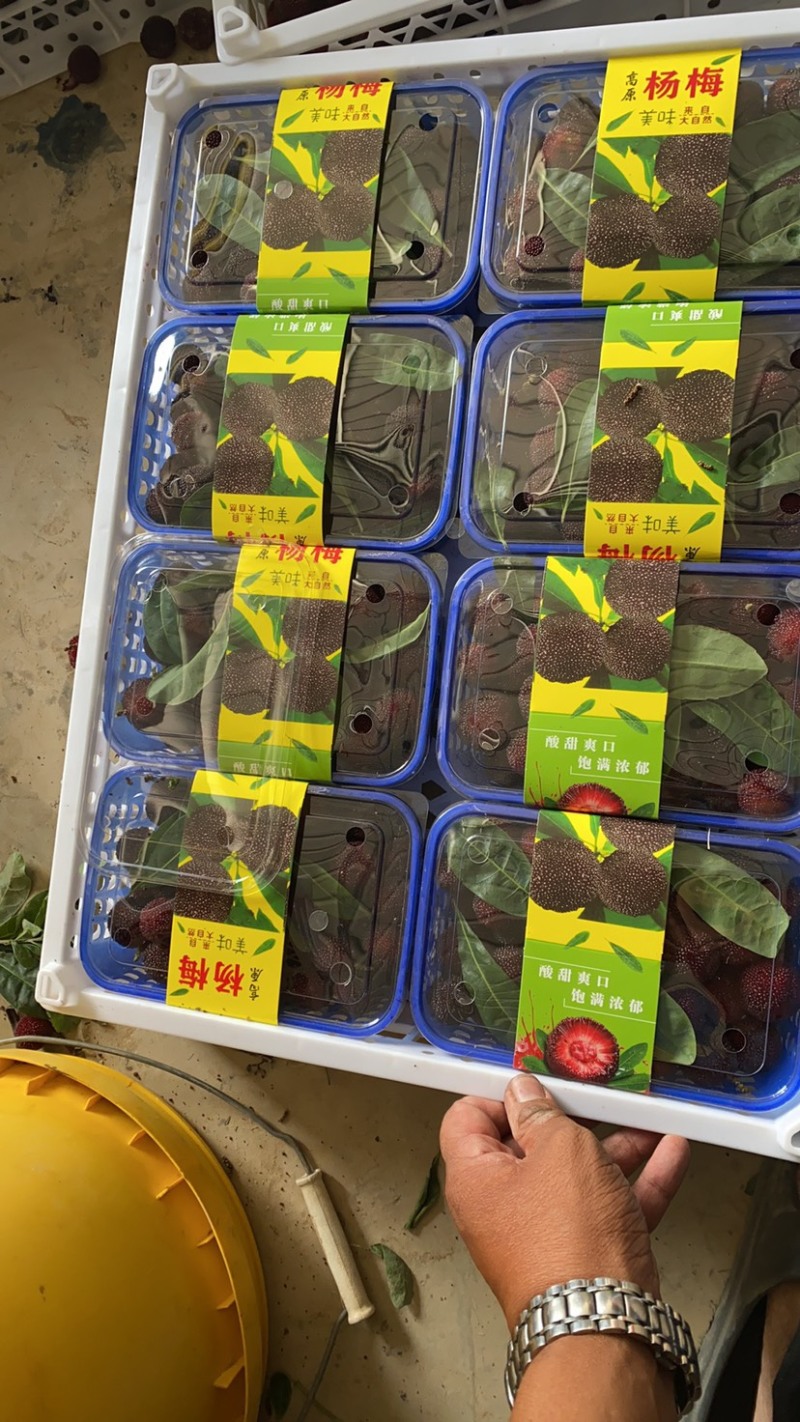 云南高山杨梅上市了，需要的老板可以下单了：可提供工厂货