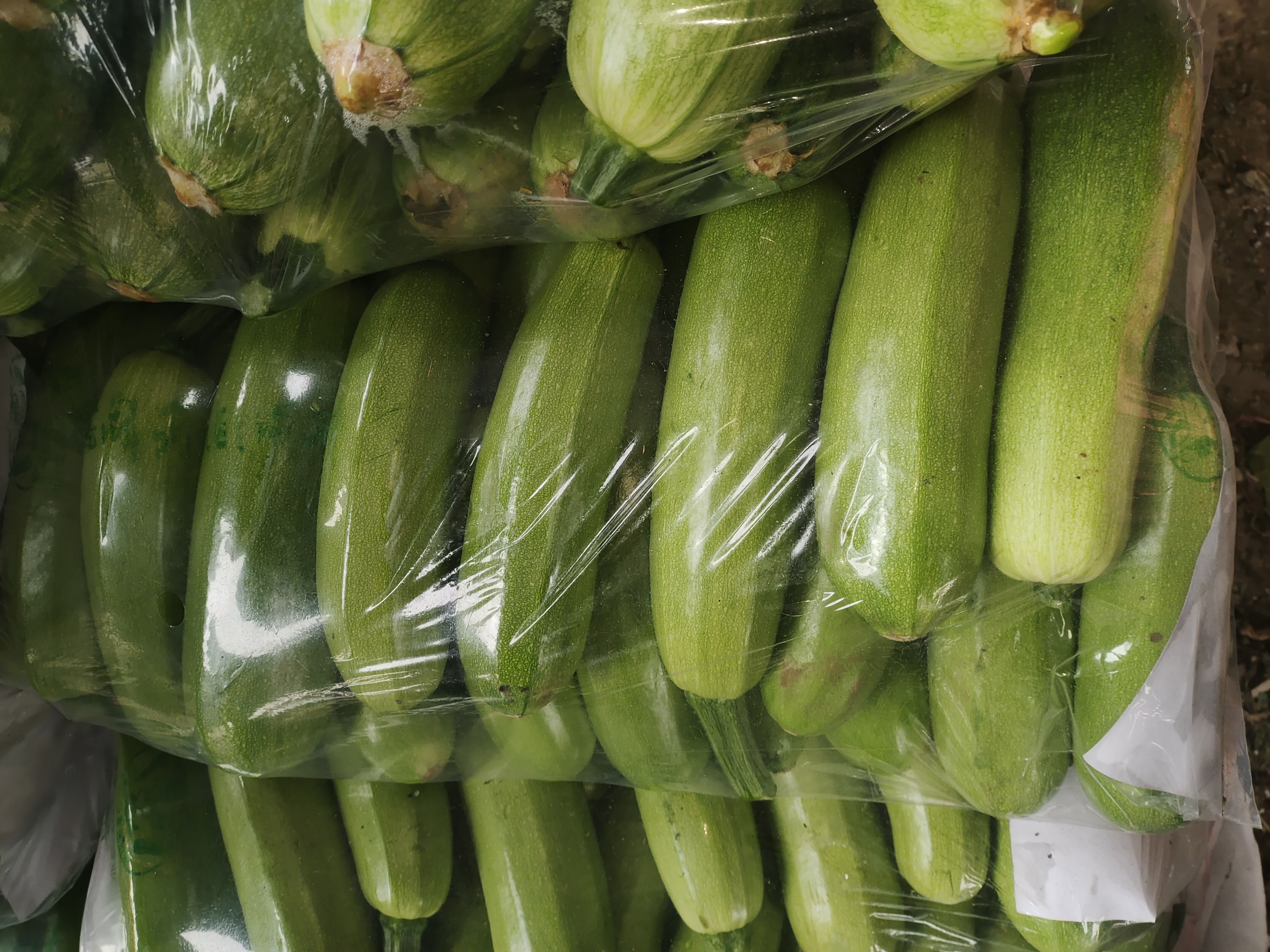 西葫芦新鲜采摘场景