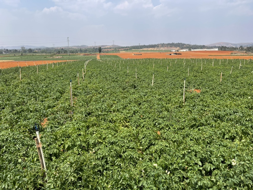 中国主要农作物分布图