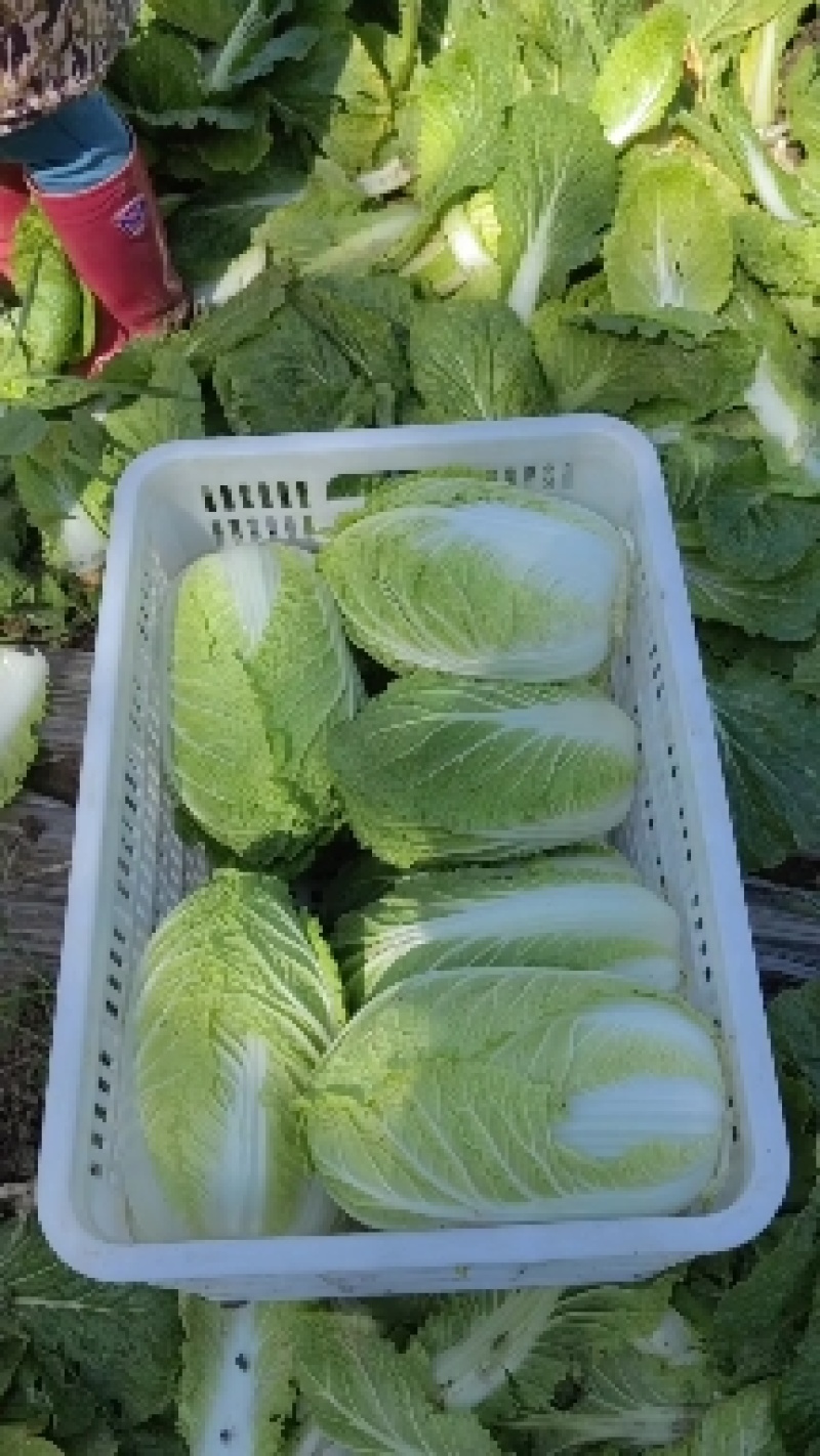 山东滕州黄心大白菜，北京新三号白菜，大量上市