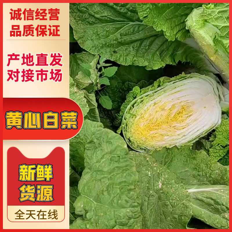 山东滕州黄心大白菜，北京新三号白菜，大量上市