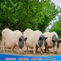巴马香猪基地直销香猪价格香猪养殖