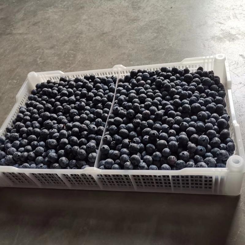 精品蓝莓框水果框货源充足量大从优质量保证欢迎咨询