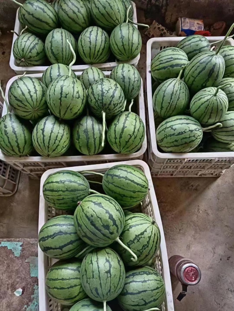 小糖丸，小吊西瓜，珍珠红西瓜，冰糖子，对接电商，市场档口