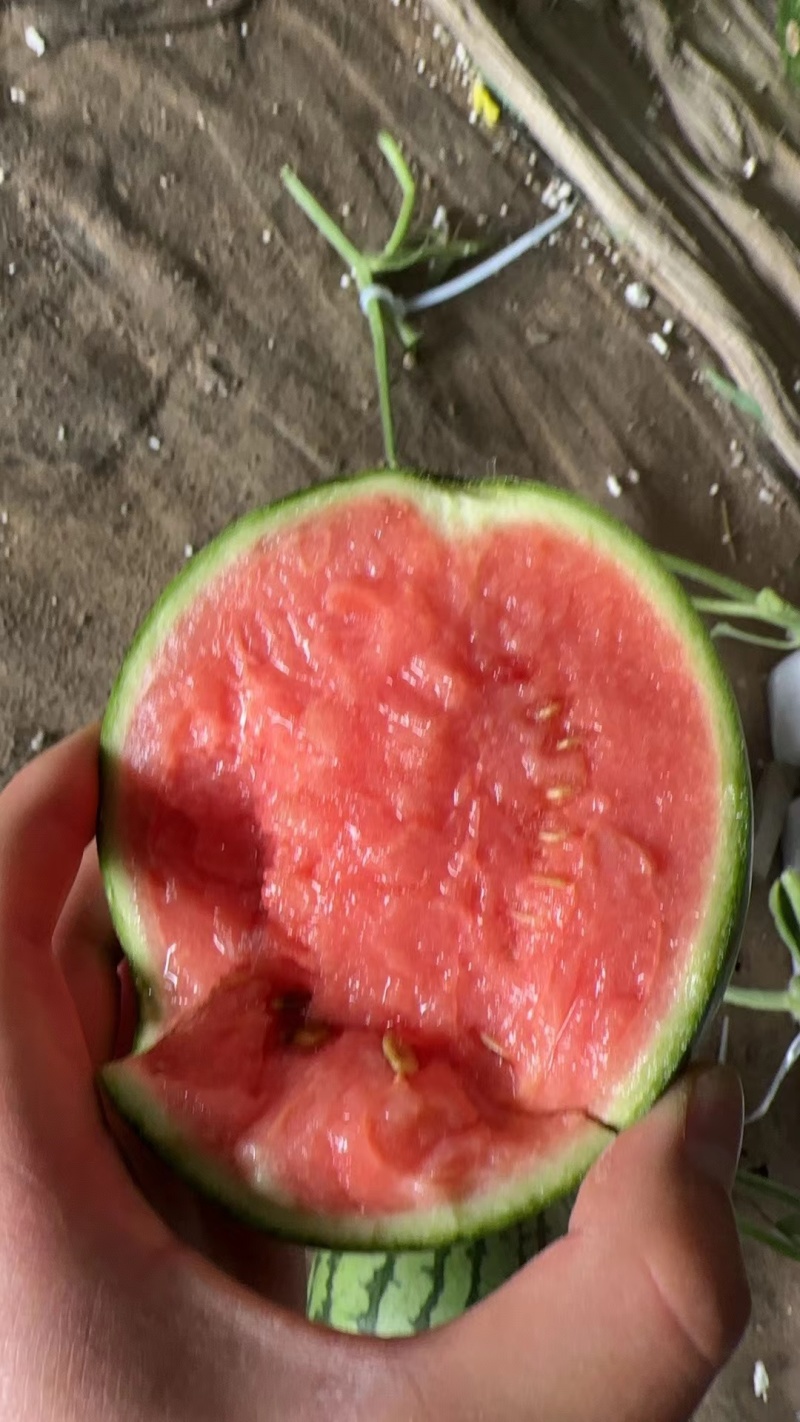 小糖丸，小吊西瓜，珍珠红西瓜，冰糖子，对接电商，市场档口