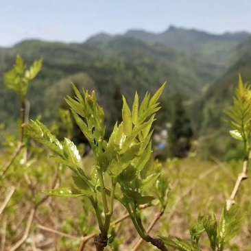 莓茶：学名（齿蛇葡萄藤）