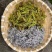 莓茶：学名（齿蛇葡萄藤）