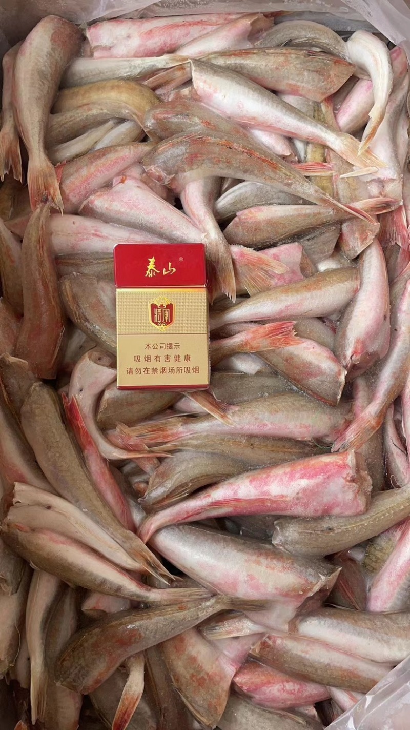 红娘鱼大量供应，货源充足，供货稳定，可视频看货