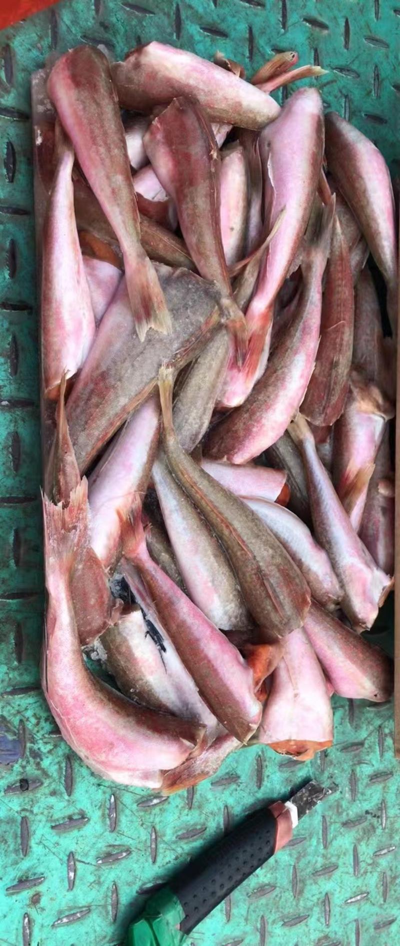 红娘鱼大量供应，货源充足，供货稳定，可视频看货