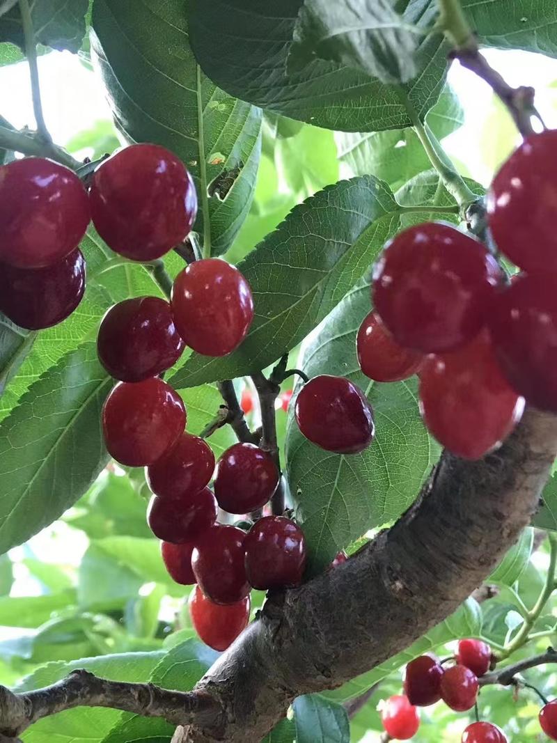 露天玛瑙红樱桃大量上市中，一手货源欢迎各大平台，市场对接