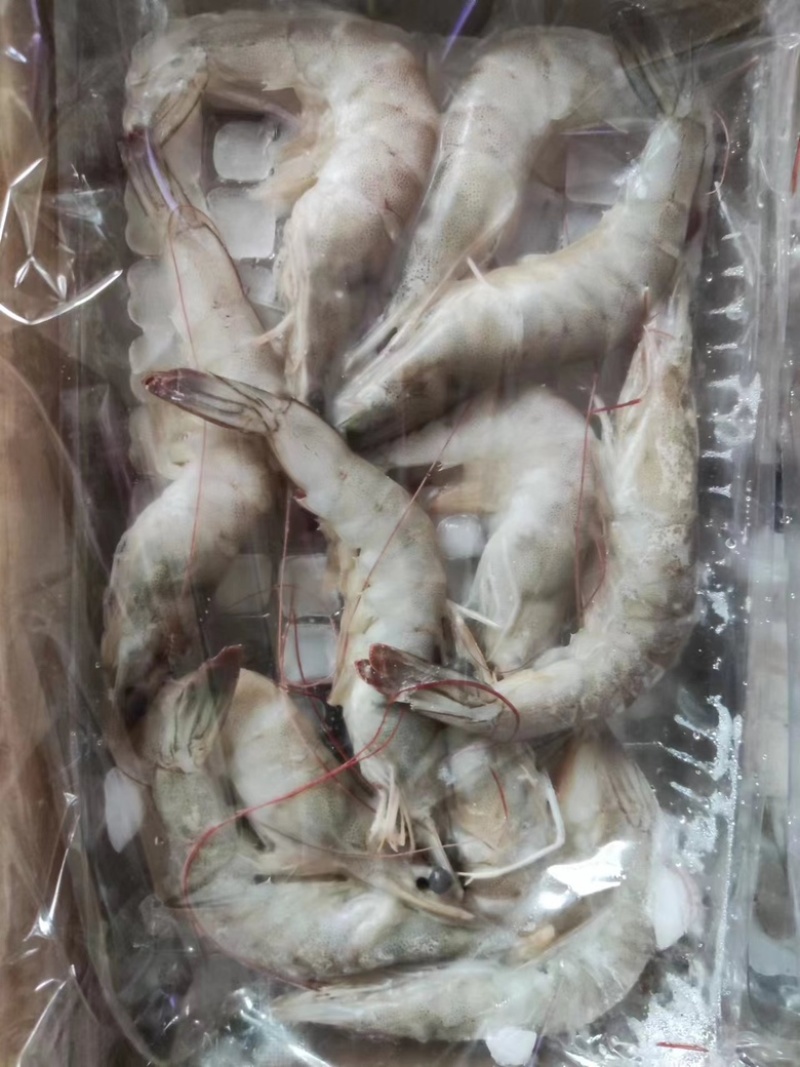 国产十板虾大量有货，量大从优，质量保真，可视频看货
