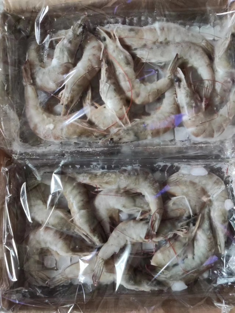 国产十板虾大量有货，量大从优，质量保真，可视频看货