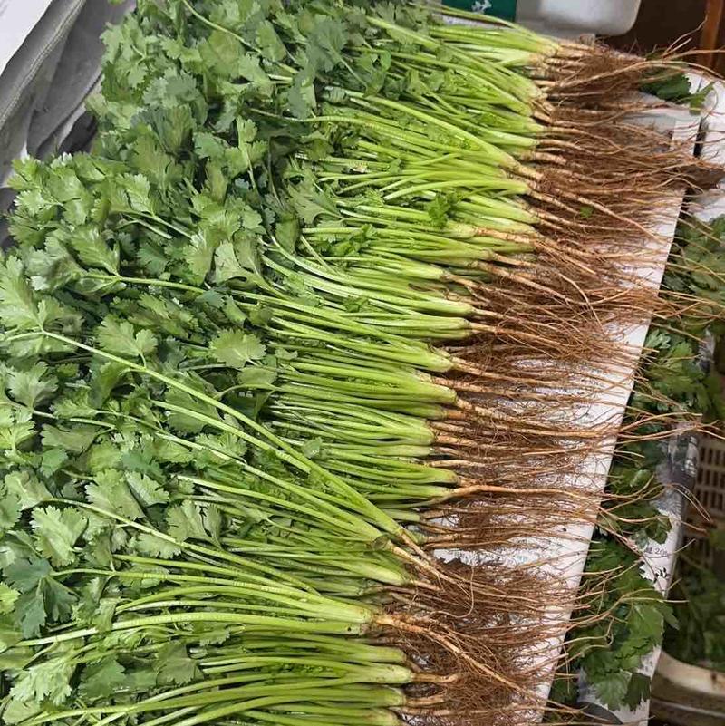 云南大叶香菜质量稳定货源稳定场地直发全国市场