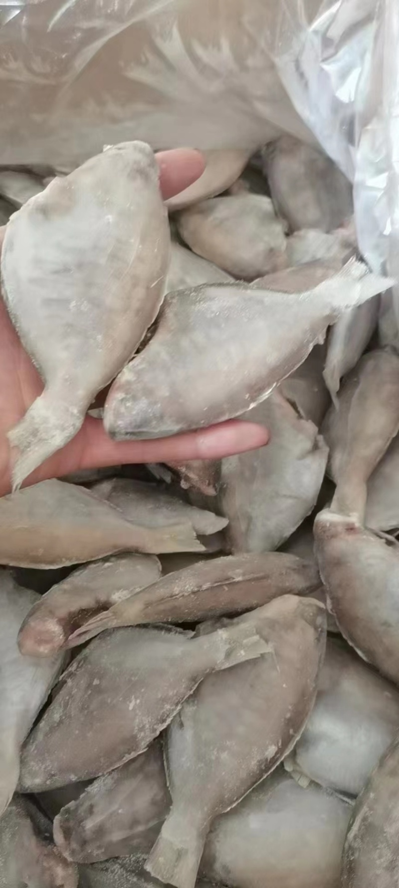 三去香鱼，市场供应，货源充足，保质保量，视频看货