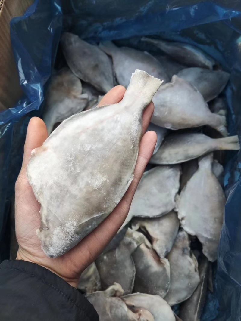 三去香鱼，市场供应，货源充足，保质保量，视频看货