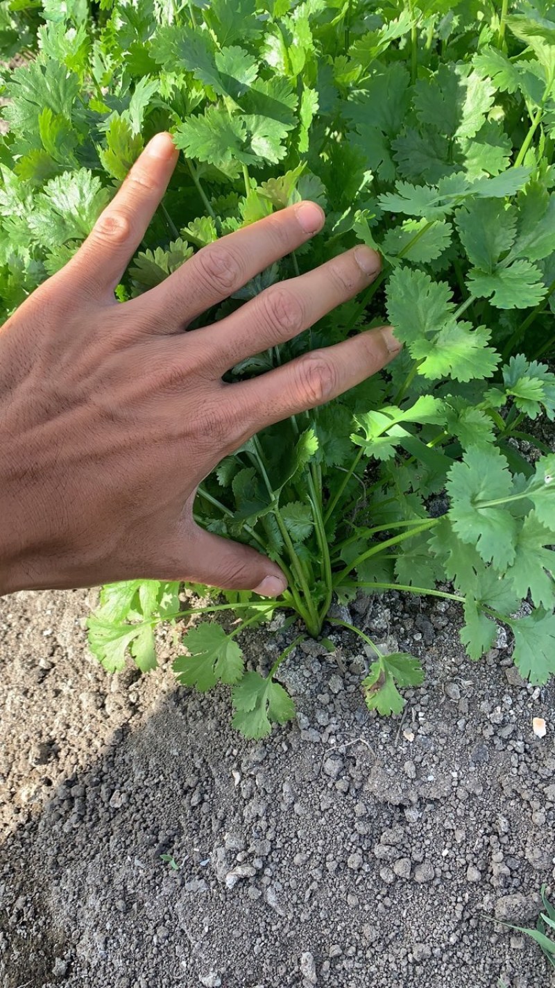 云南大叶香菜质量稳定货源稳定场地直发全国市场