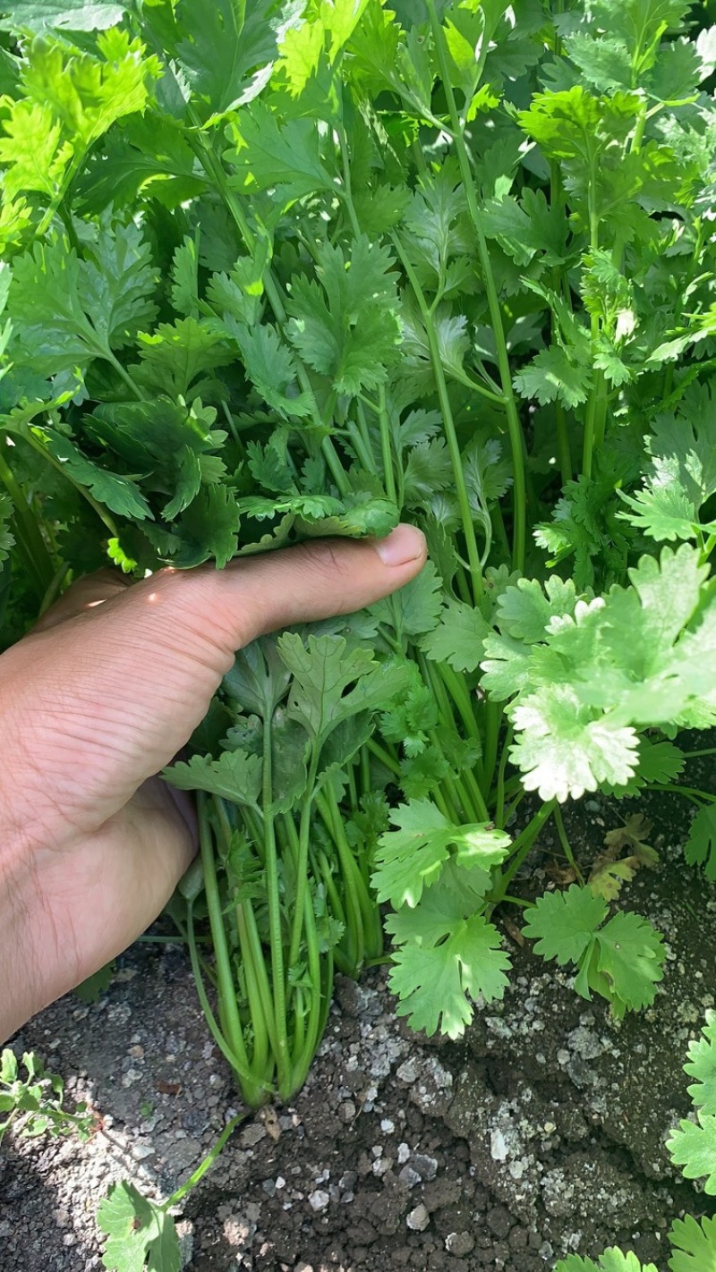 云南大叶香菜质量稳定货源稳定场地直发全国市场
