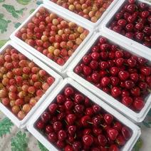 山东大樱桃美枣，红灯，黄蜜，现已大量上市了！