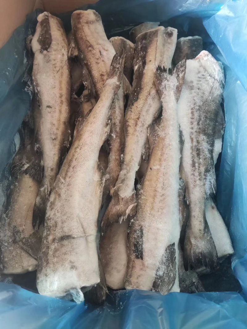 鳕鱼单冻鳕鱼，供货稳定，欢迎大家前来，可视频看货