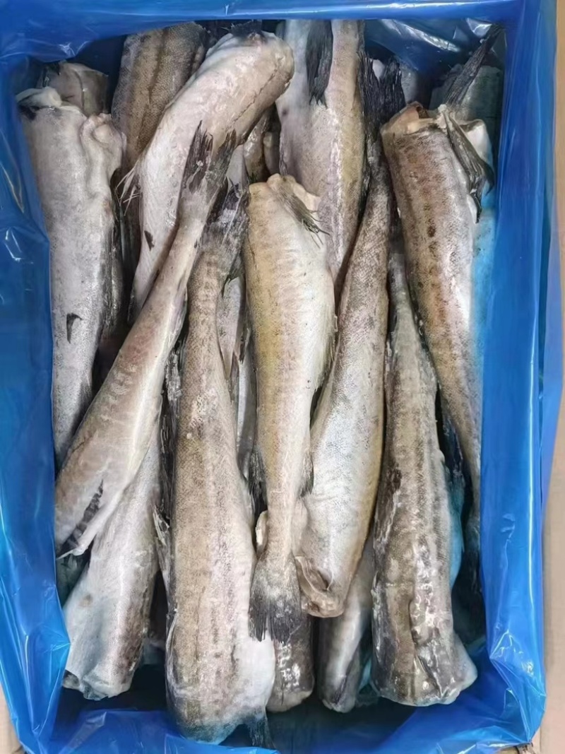鳕鱼单冻鳕鱼，供货稳定，欢迎大家前来，可视频看货