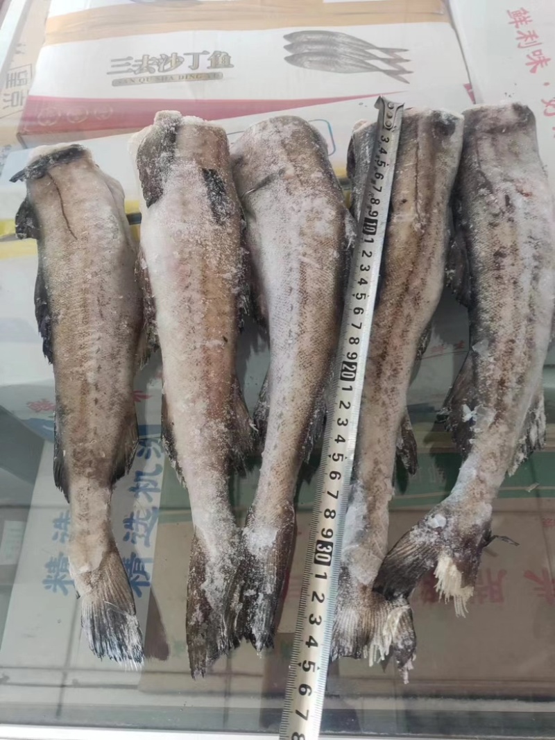 鳕鱼单冻鳕鱼，供货稳定，欢迎大家前来，可视频看货