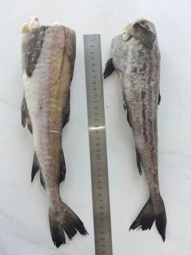 鳕鱼单冻鳕鱼，供货稳定，欢迎大家前来，可视频看货