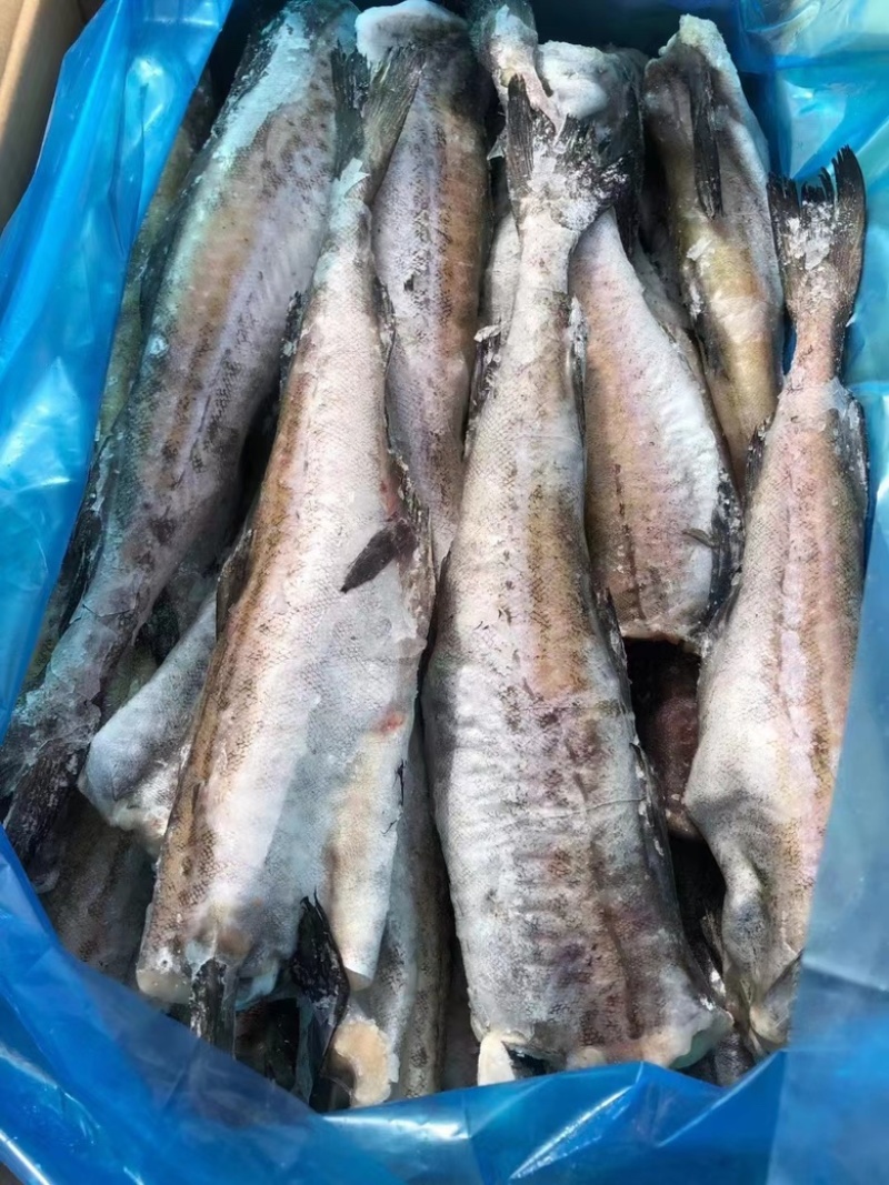鳕鱼单冻鳕鱼，供货稳定，欢迎大家前来，可视频看货