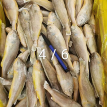 小黄鱼货源充足，供货稳定，保质保量可视频看货！